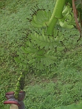 Plantains Outside Our Window